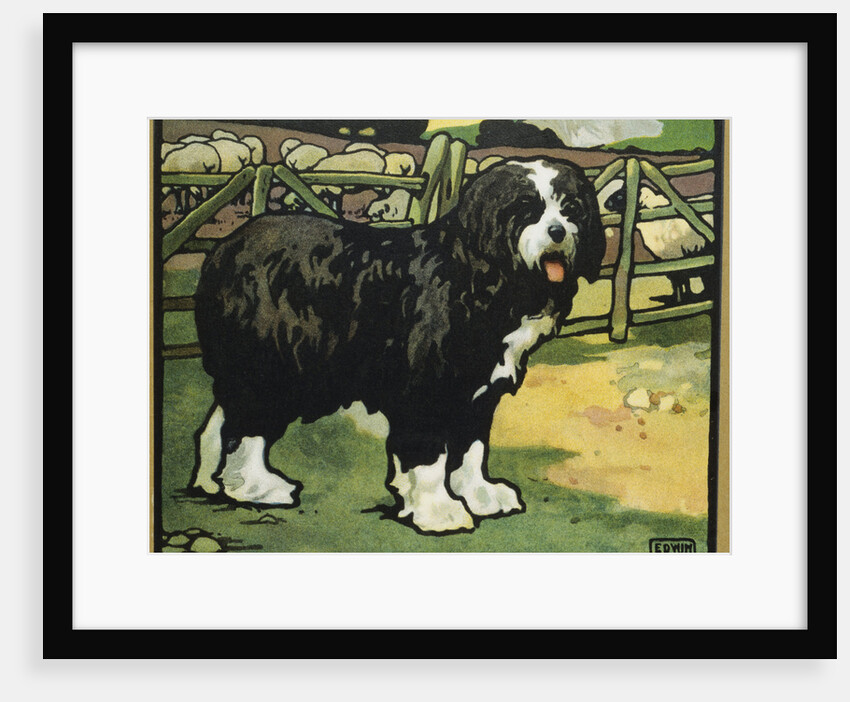 Illustration of an Old English Sheepdog by Edwin Noble