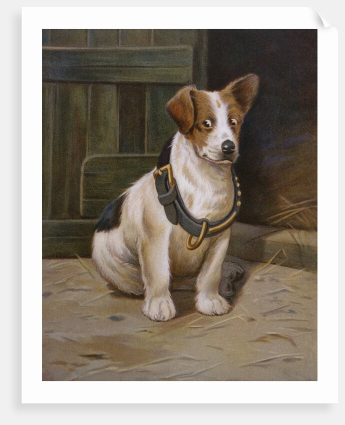 A Misfit Book Illustration of Jack Russell Terrier by Anonymous