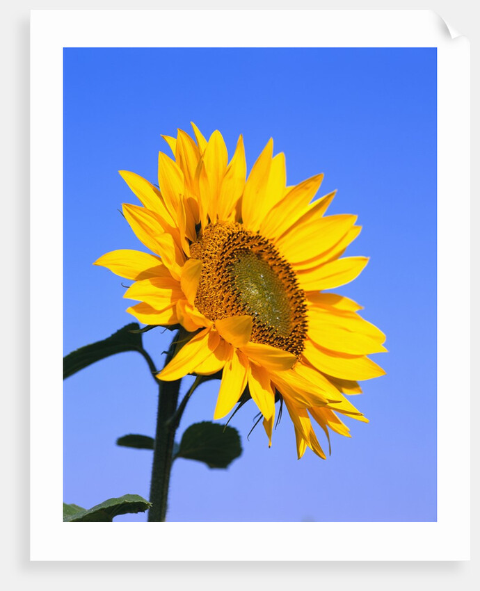 Giant Sunflower by Anonymous