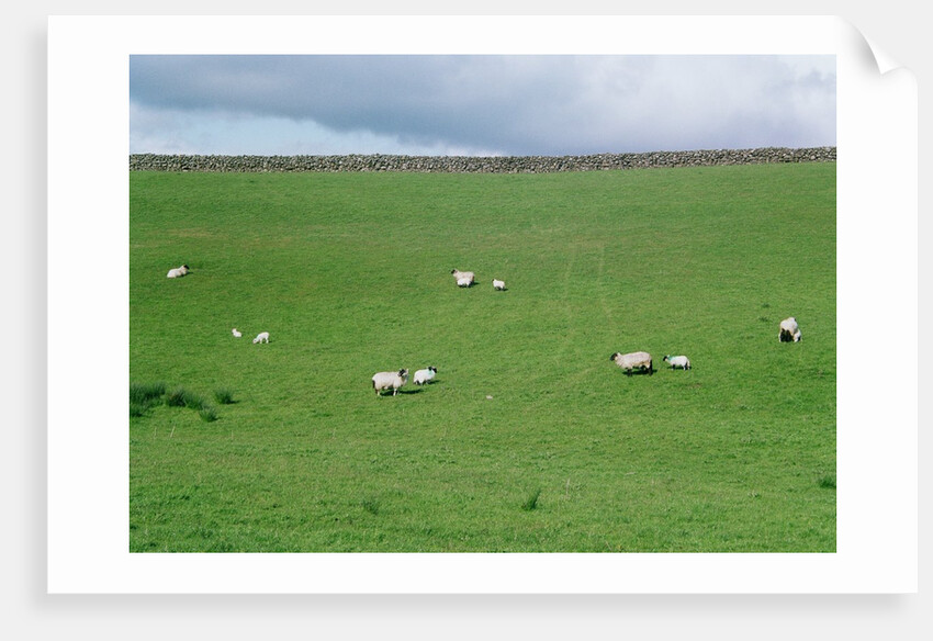 Sheep on Hillside in Ireland by Anonymous