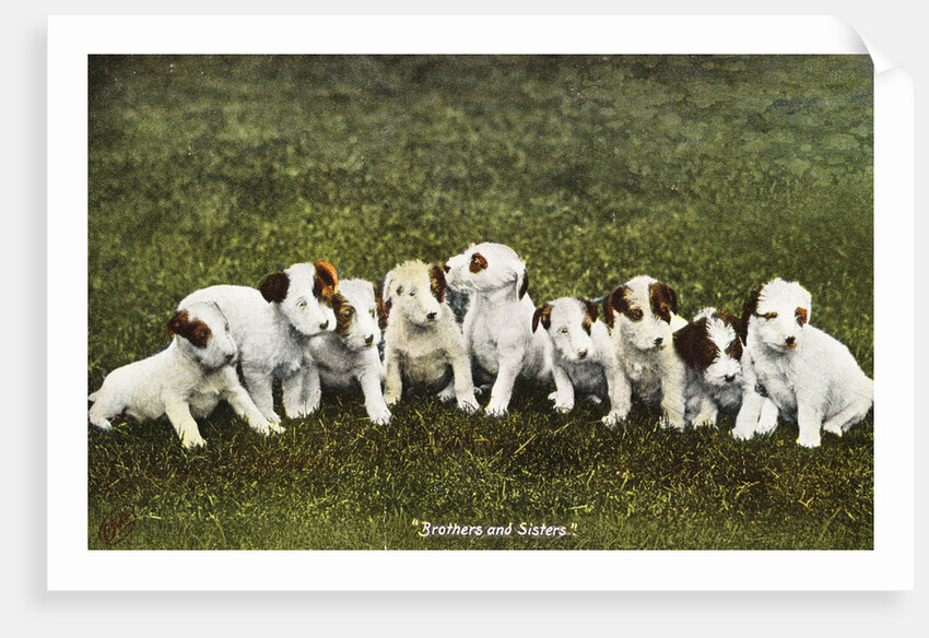 Brothers and Sisters Postcards by Anonymous