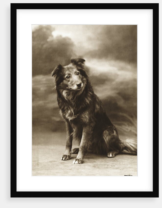 Postcard of a Sheperd-Collie Mix by Anonymous
