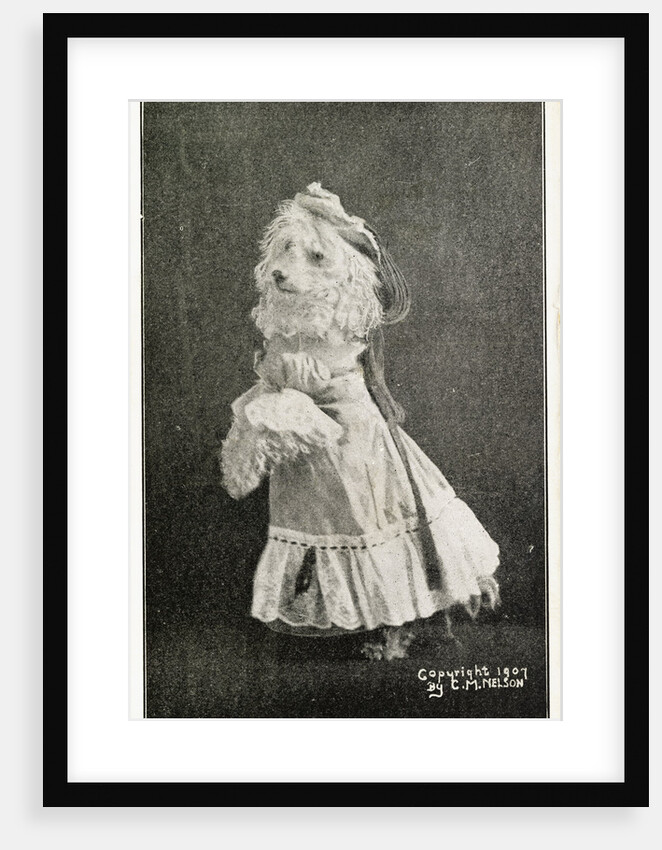 Leading Lady in Dogland-Linn's Famous Educated Dogs Postcard by Anonymous