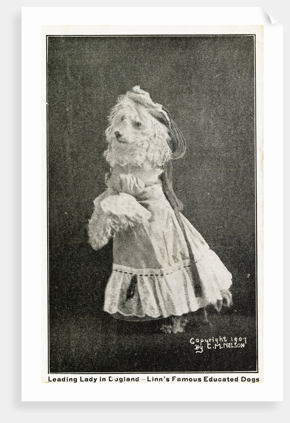 Leading Lady in Dogland-Linn's Famous Educated Dogs Postcard by Anonymous