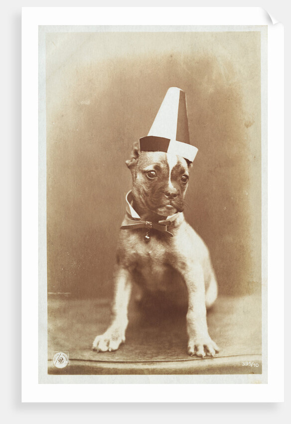 Postcard of a Boxer Puppy Wearing a Party Hat by A.G. Steglitz