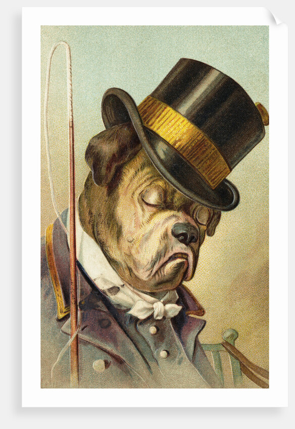 Postcard of a Bulldog Coachman Asleep by Anonymous