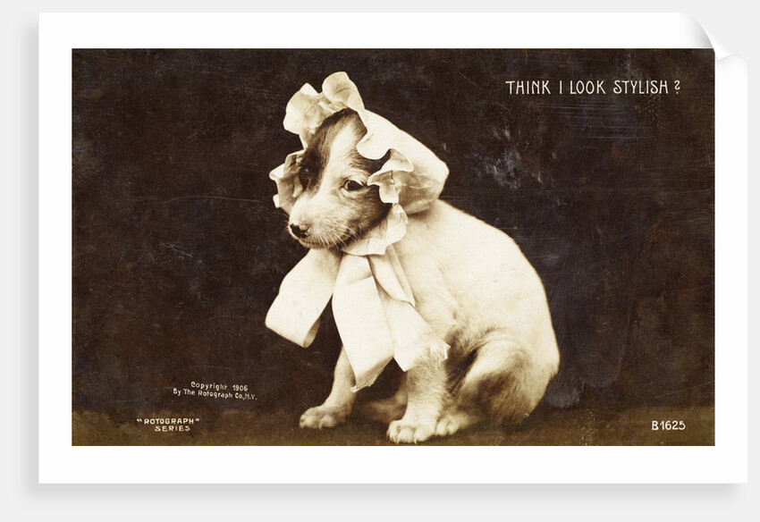 Think I Look Stylish? Photographic Postcard by Anonymous