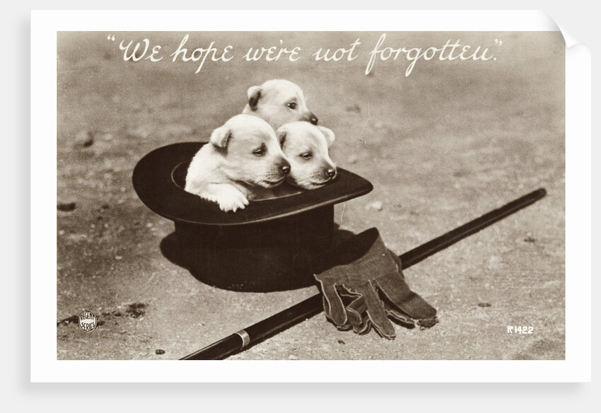 We Hope We're Not Forgotten Photographic Postcard by Anonymous