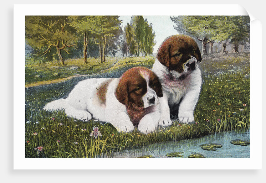 Color Print Postcard with Two St. Bernard Puppies by Anonymous