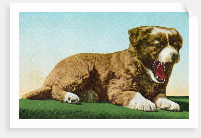 Postcard of St. Bernard Puppy Yawning by Anonymous