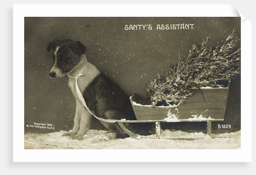 Santy's Assistant Postcard by Anonymous
