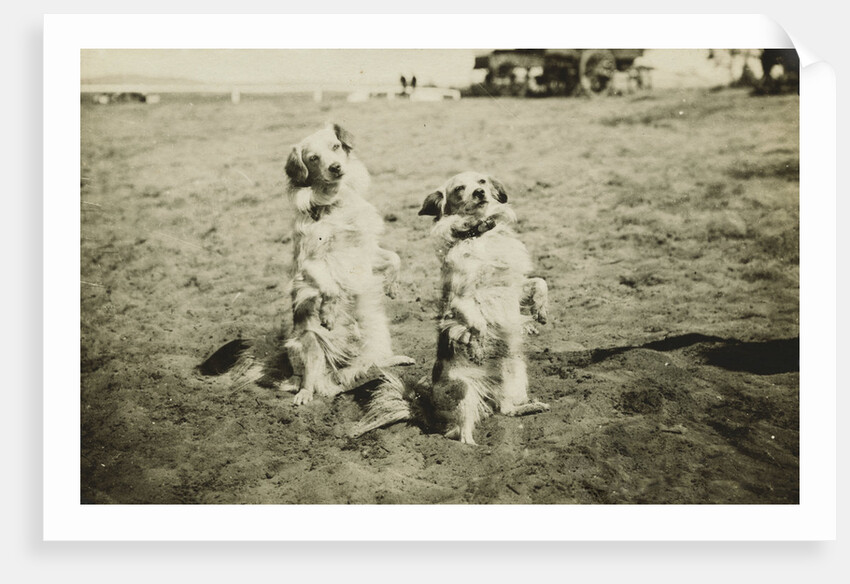 Mr. and Mrs. Tiny at Camp Petawawa Postcard by Anonymous