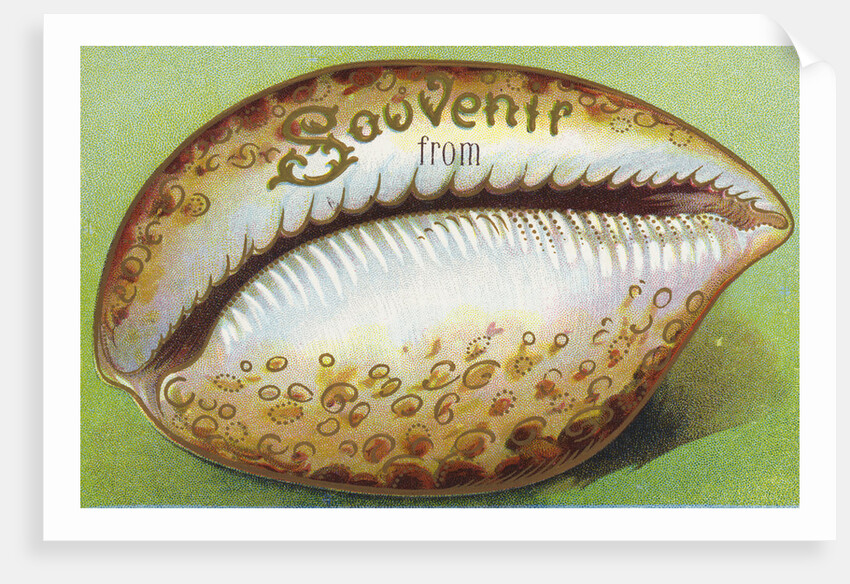Souvenir From Postcard with Cowrie Seashell by Anonymous