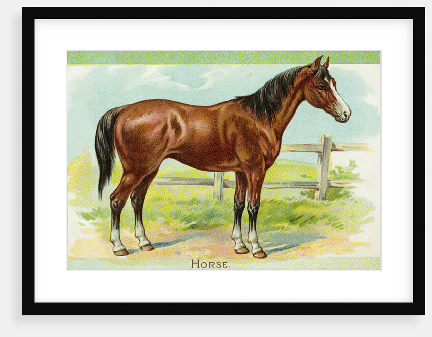 Horse Postcard by Anonymous