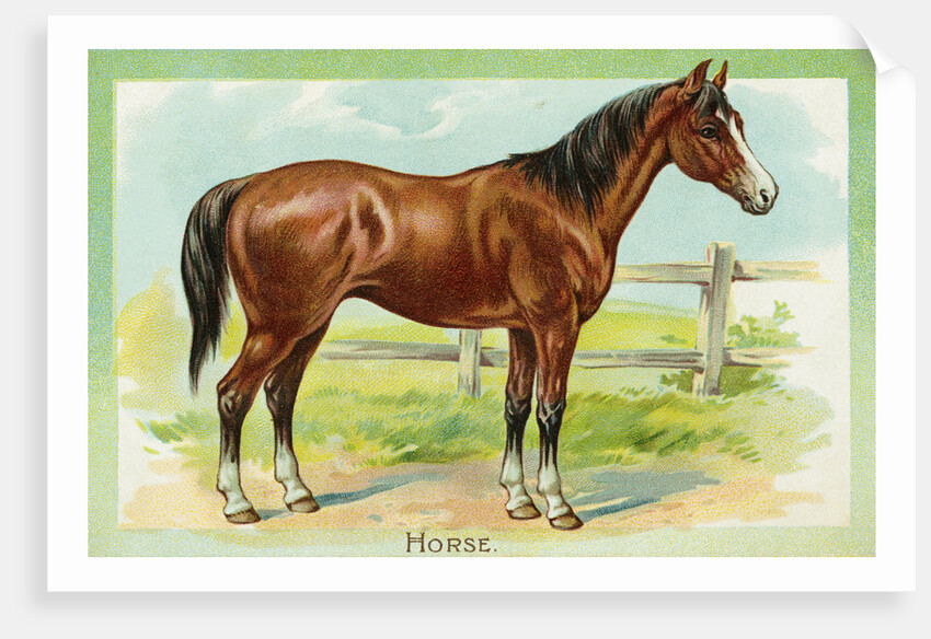 Horse Postcard by Anonymous
