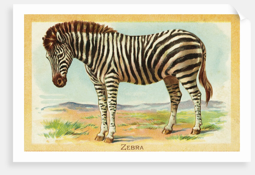 Zebra Postcard by Anonymous