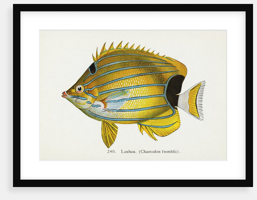 Lauhau, (Chaetodon fremblii) Postcard by Anonymous