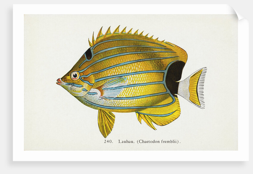 Lauhau, (Chaetodon fremblii) Postcard by Anonymous