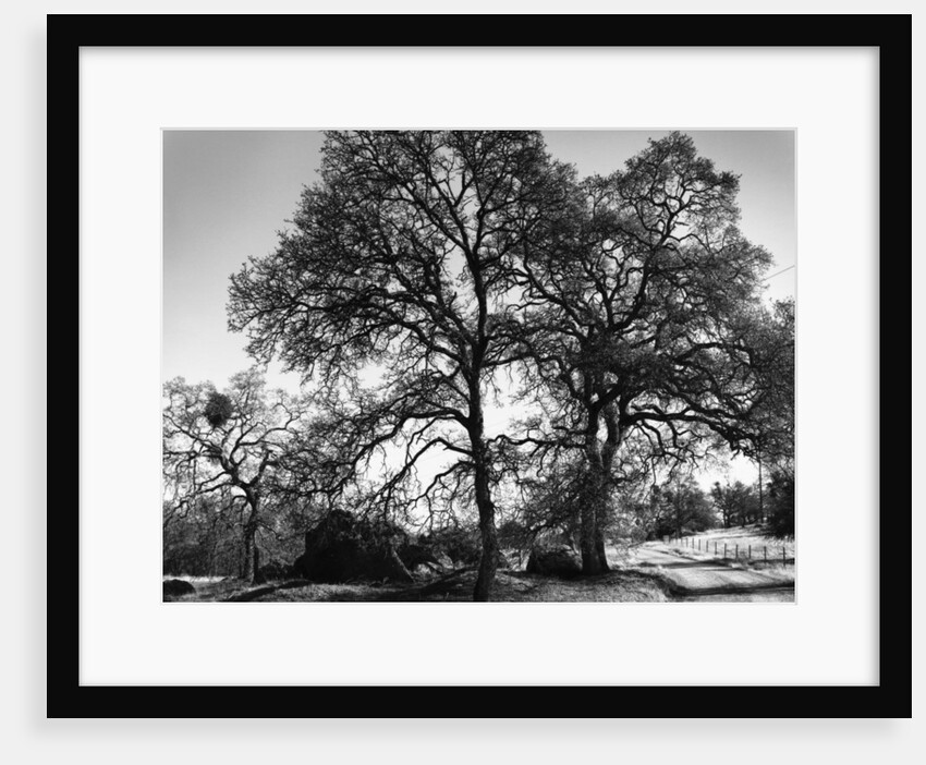 Three Oaks and Boulder by Gordon Osmundson