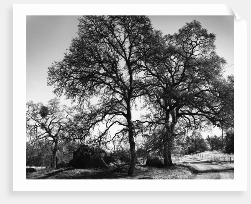 Three Oaks and Boulder by Gordon Osmundson