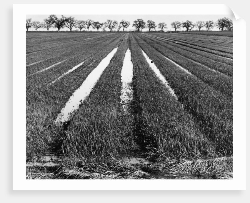 Rice Field by Gordon Osmundson