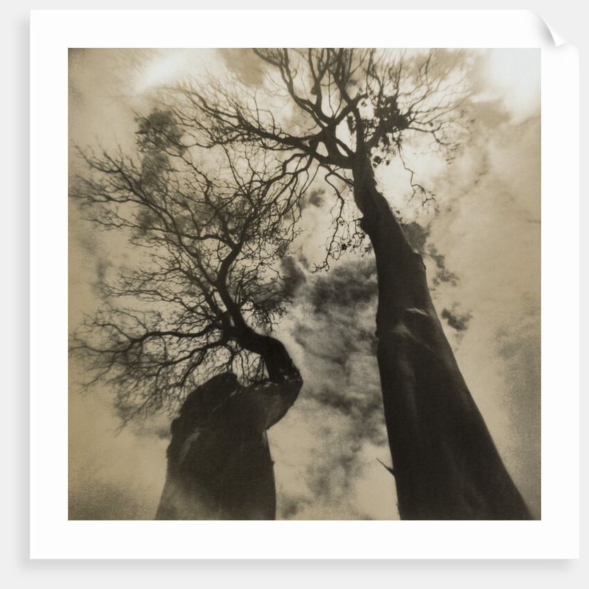 Trees, Discovery Park by Kevin Cruff