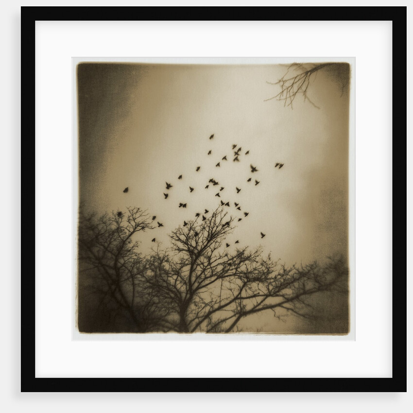 Birds and Trees, Discovery Park by Kevin Cruff