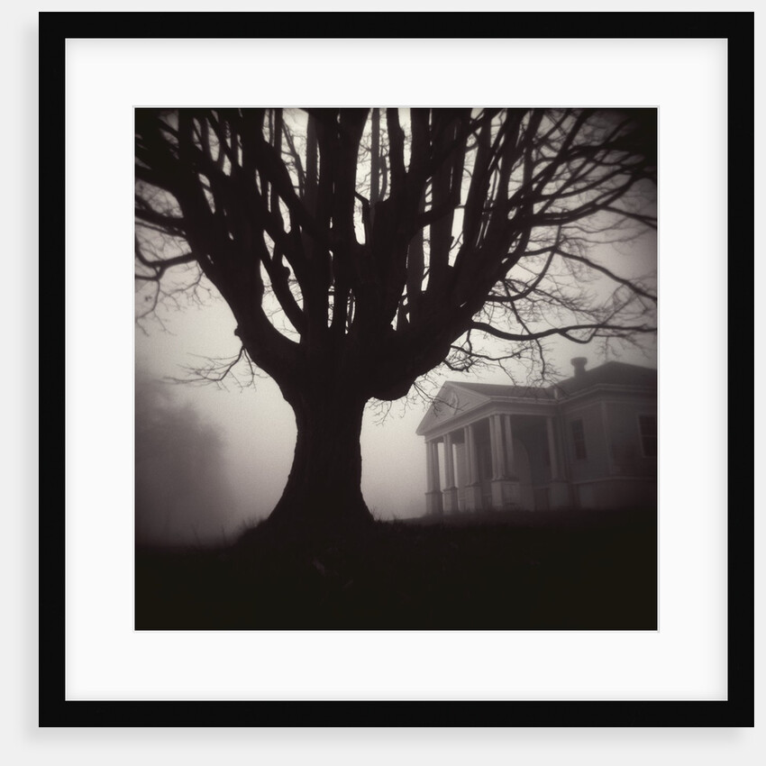 Tree and Bandhouse at Discovery Park by Kevin Cruff