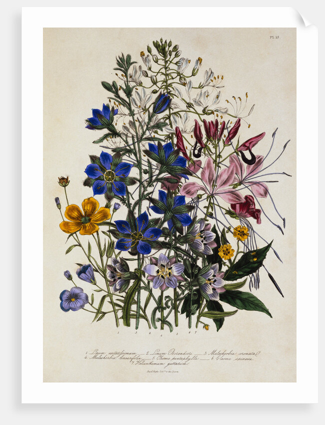 Linum Usitatissimum Botanical Illustration by Anonymous