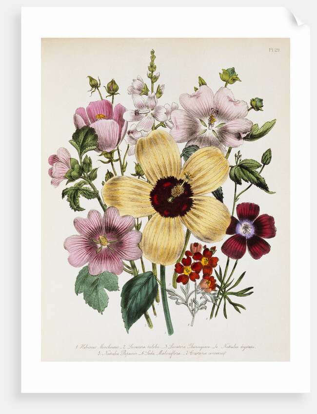 Hibiscus Moscheutos Botanical Illustration by Anonymous