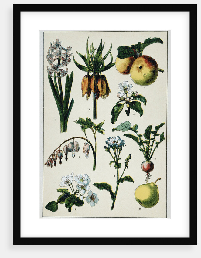19th-Century French Botanical Print by Anonymous