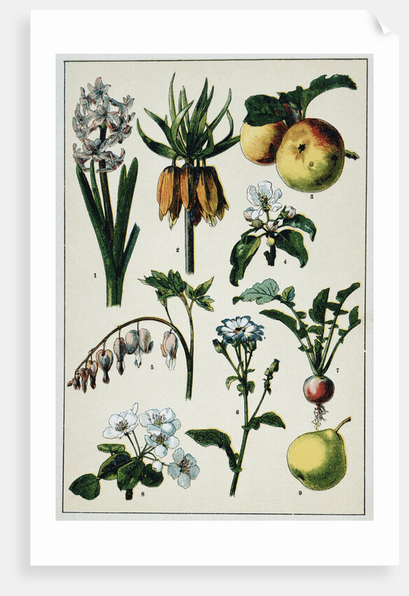 19th-Century French Botanical Print by Anonymous