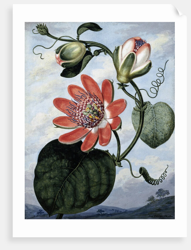 The Winged Passion Flower by Sydenham Teast Edwards