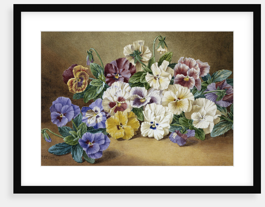 Pansies by Thomas Frederick Collier
