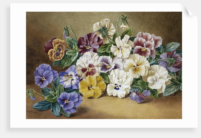 Pansies by Thomas Frederick Collier