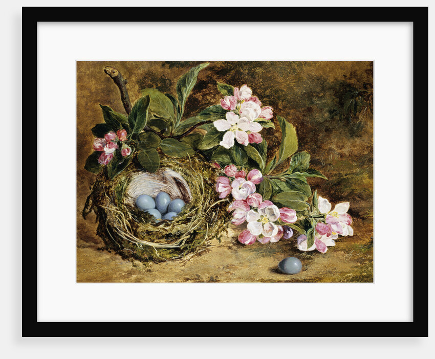 Apple Blossom and a Bird's Nest by H. Barnard Grey