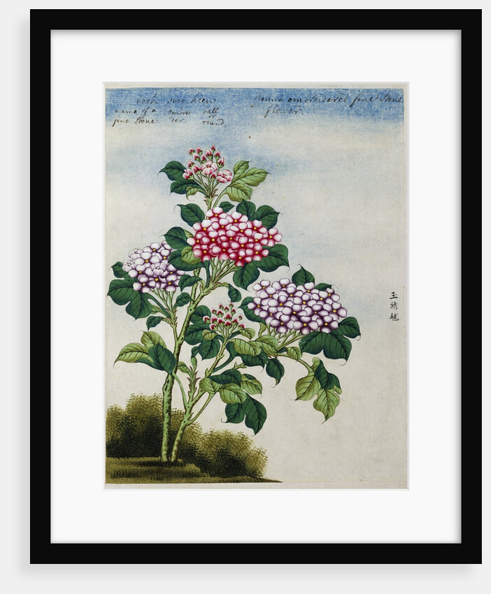 Early 19th-Century Chinese Watercolor of a Hydrangea by Anonymous