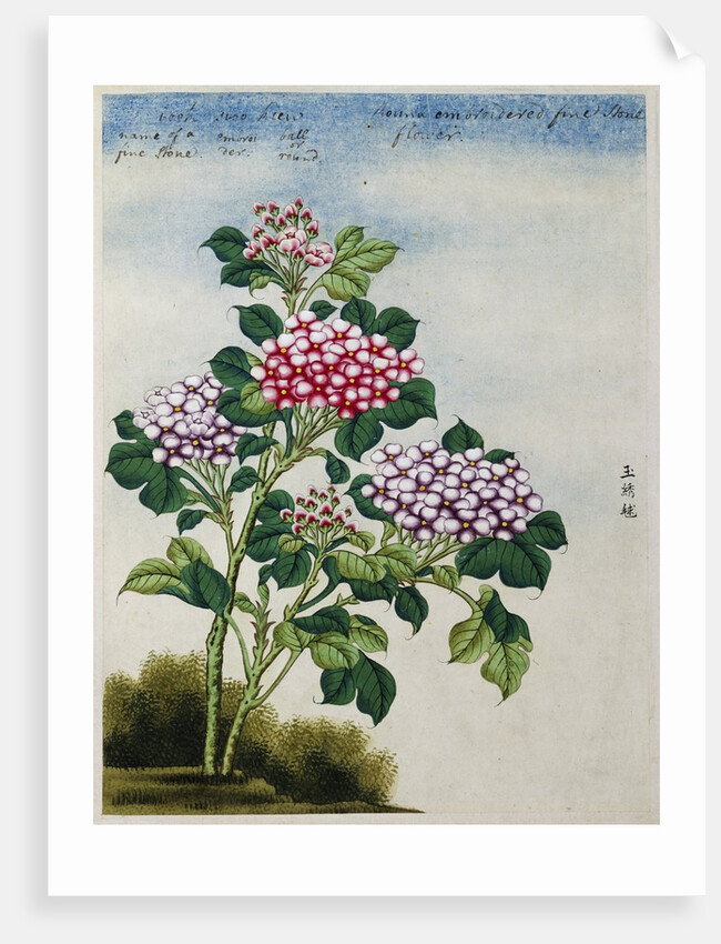 Early 19th-Century Chinese Watercolor of a Hydrangea by Anonymous