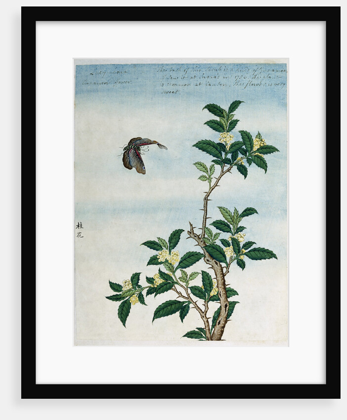 Early 19th-Century Chinese Watercolor of a Cinnamon Plant by Anonymous