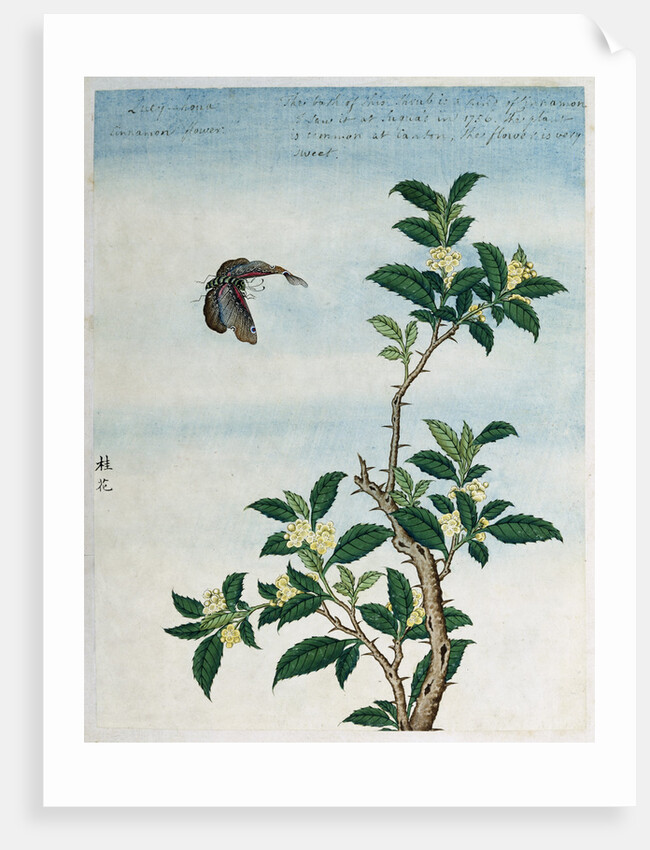 Early 19th-Century Chinese Watercolor of a Cinnamon Plant by Anonymous