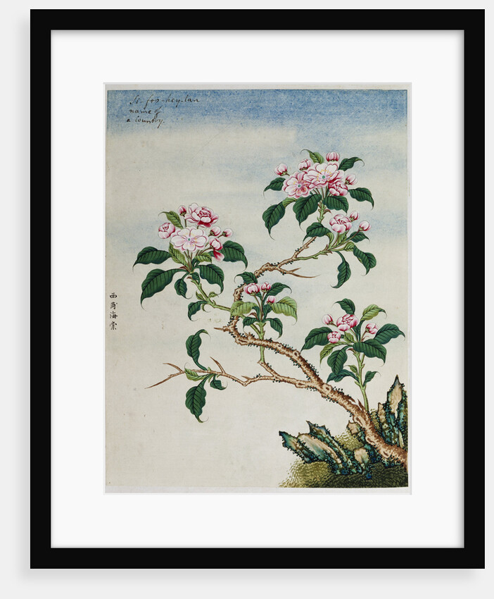 Early 19th-Century Chinese Watercolor of Flowers by Anonymous