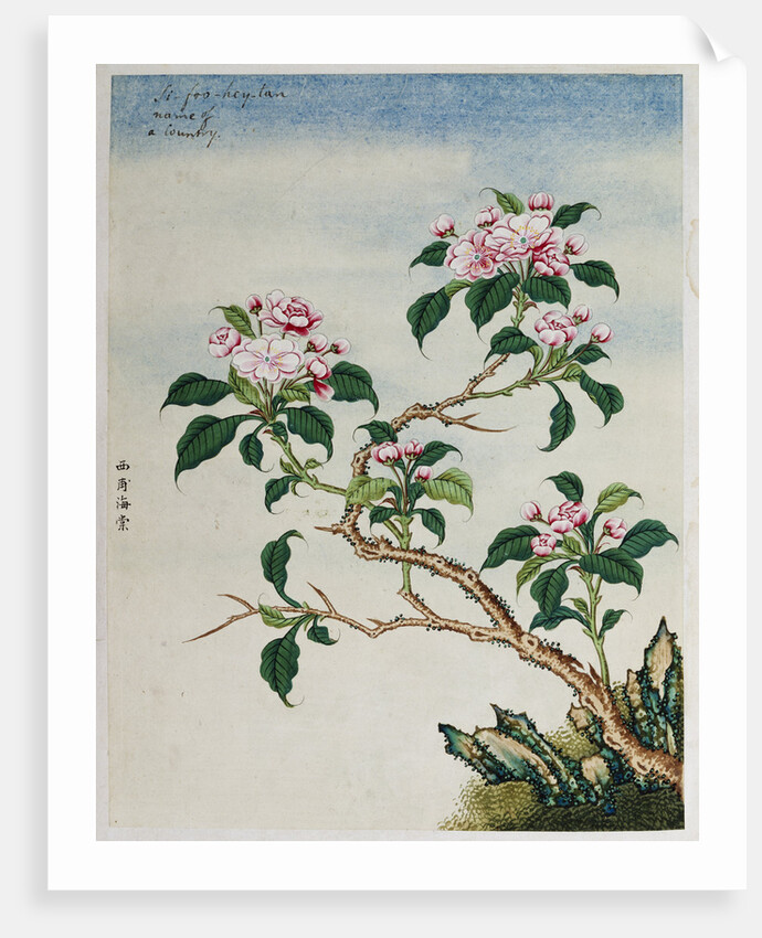 Early 19th-Century Chinese Watercolor of Flowers by Anonymous