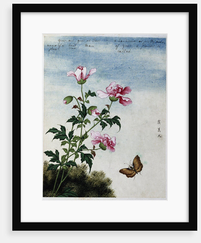 Early 19th-Century Chinese Watercolor of Pink Flowers by Anonymous