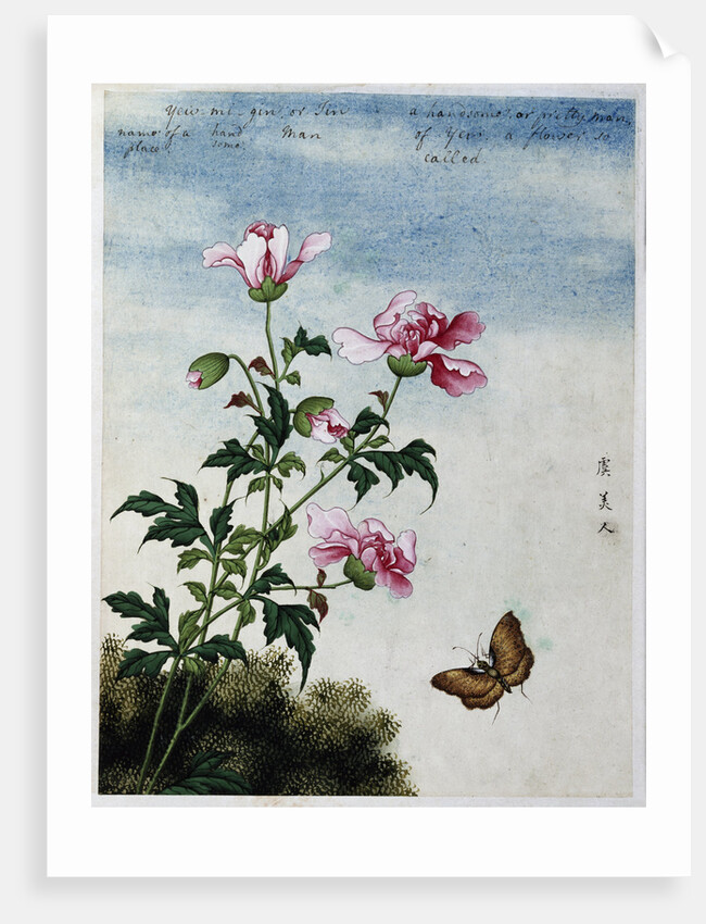Early 19th-Century Chinese Watercolor of Pink Flowers by Anonymous