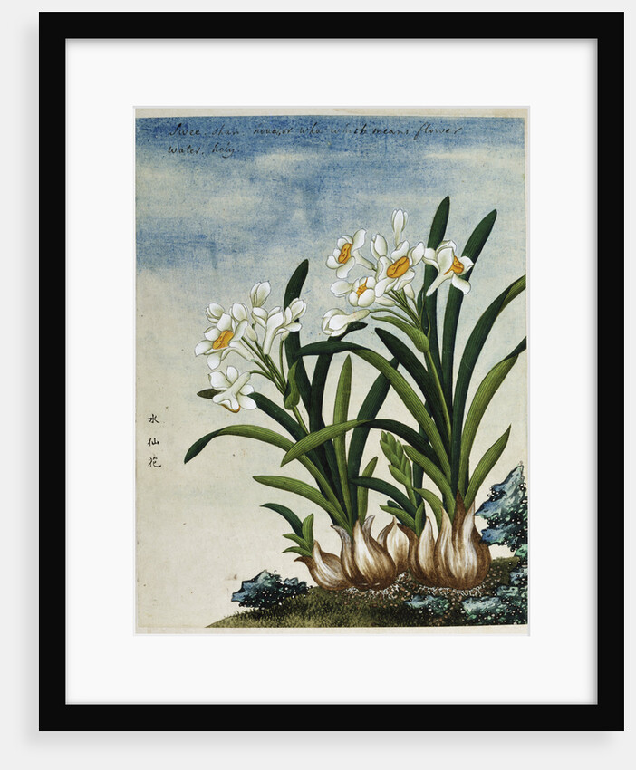Early 19th-Century Chinese Watercolor of Daffodils by Anonymous