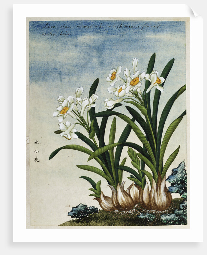 Early 19th-Century Chinese Watercolor of Daffodils by Anonymous