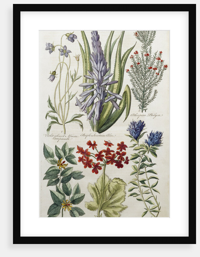 Botanical Print of Various Flowers by J. Hill