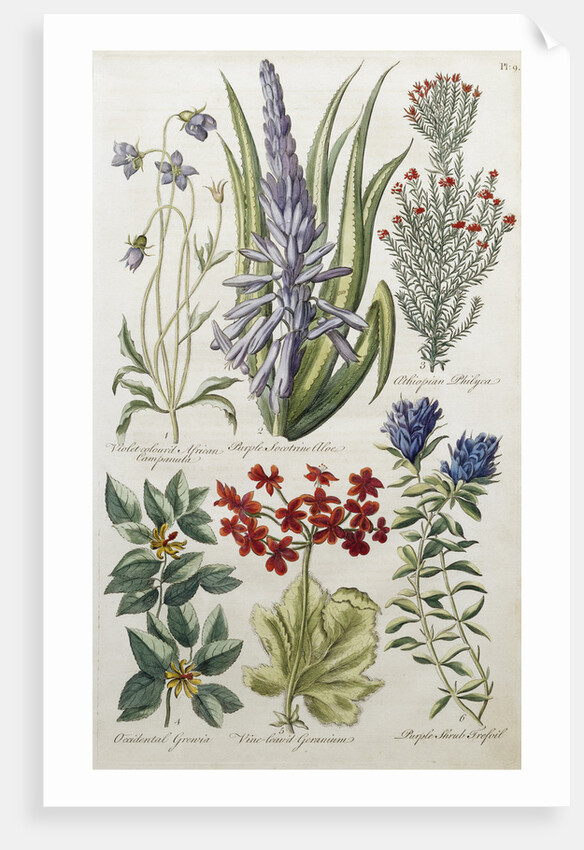 Botanical Print of Various Flowers by J. Hill