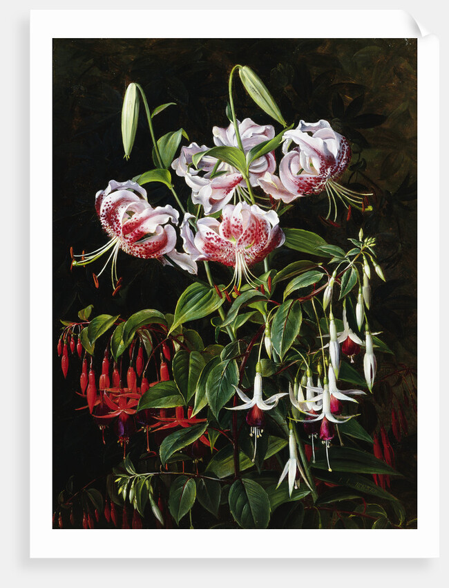 Rubrum Lilies and Fucshias by Johan Laurentz Jensen