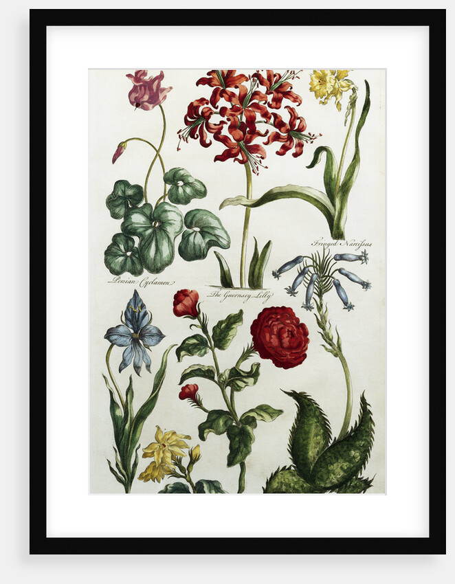 Botanical Print by J. Hill